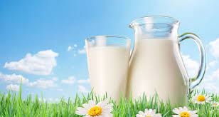 Kuwait consumes 1200 tons milk per day
